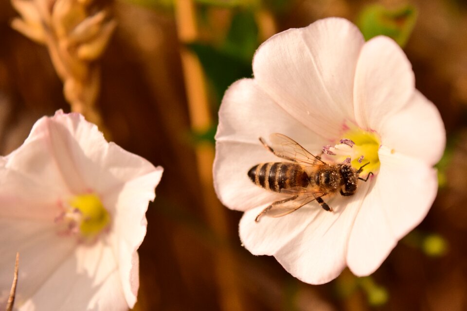White blossom bee climbing greenhouse