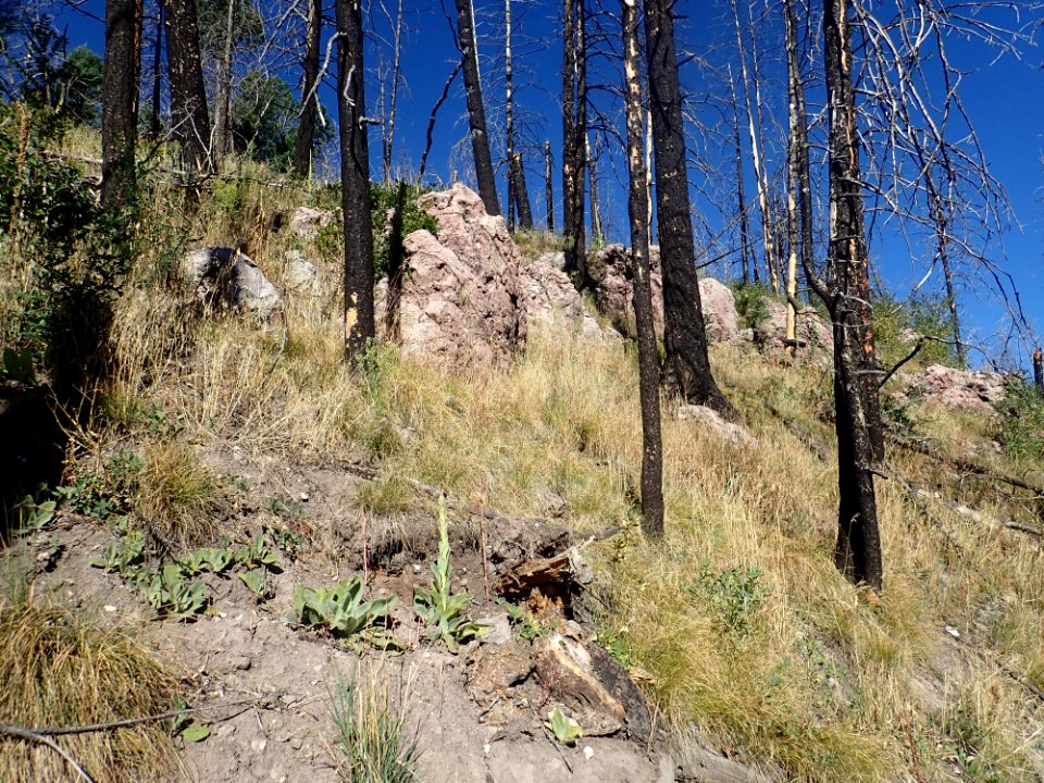 Deer Canyon Rhyolite