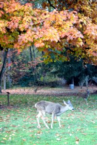 Deer - Lithia Park - Ashland, Oregon - DSC02692