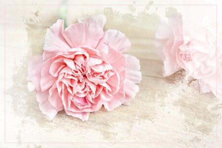 Bloom pink petals photo