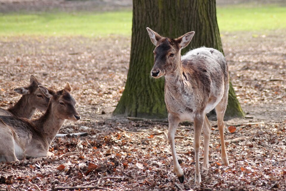Leaves wild roe deer
