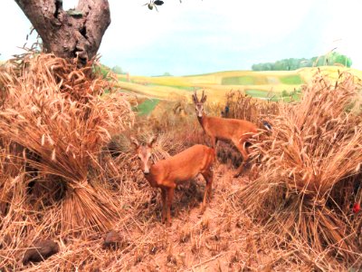Deer diorama - Naturmuseum Senckenberg - DSC02142