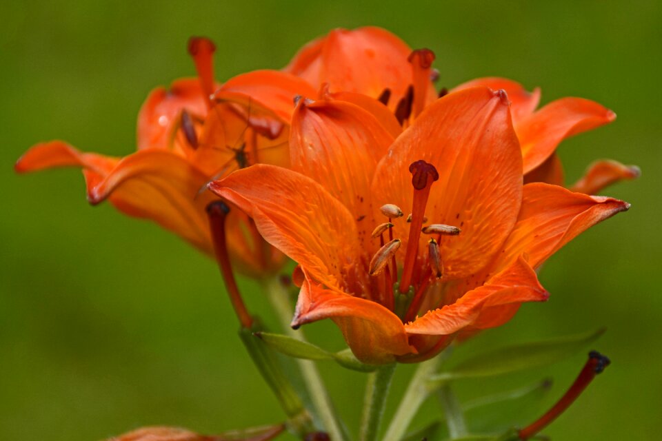Flower garden orange