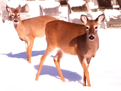 Deer, Allegheny Cemetery, 2015-01-28, 01