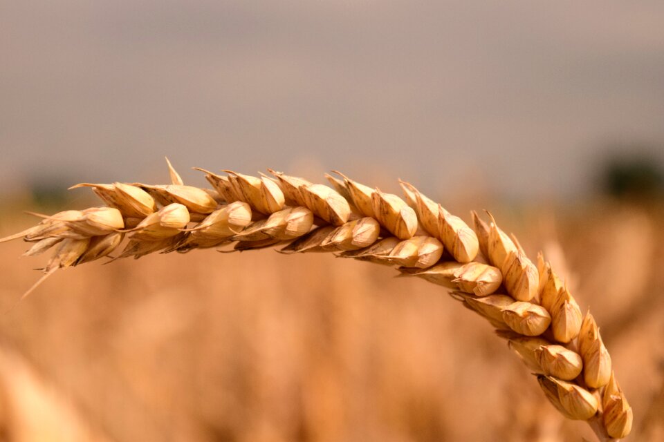 Close up ear agriculture