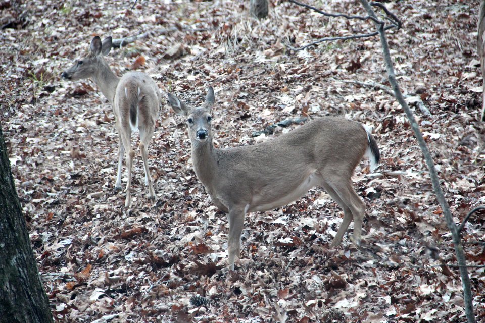 Deer in Red Top Mountain State Park, March 2017