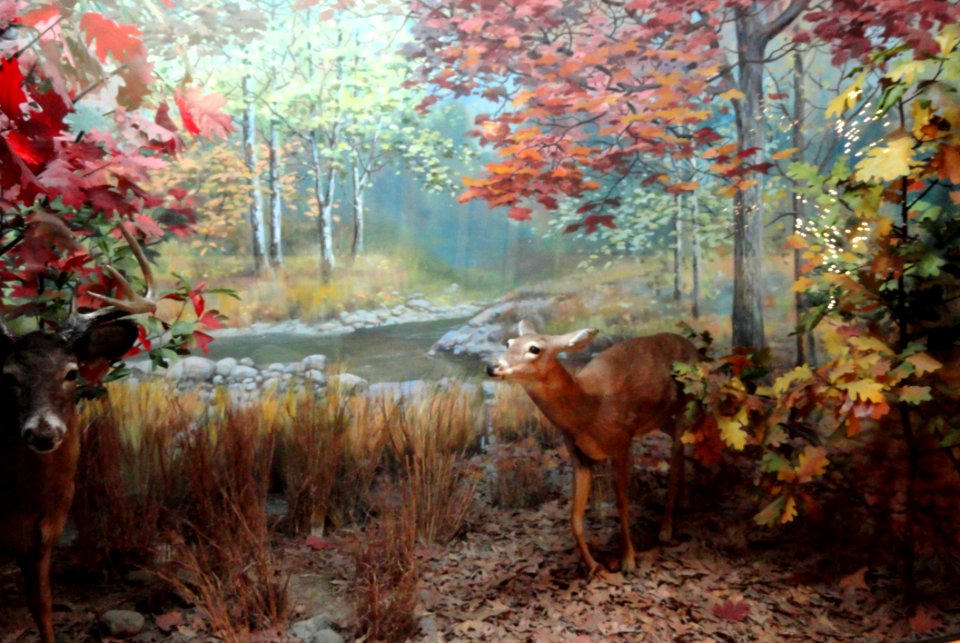 Deer diorama - Springfield Science Museum - Springfield, MA - DSC03412