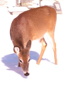 Deer, Allegheny Cemetery, 2015-01-28, 02