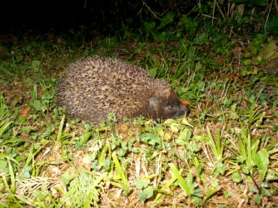Dednja Vas Hedgehog 01