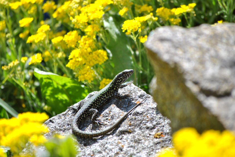 Lizard reptile nature