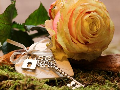 Bloom rose bloom romantic