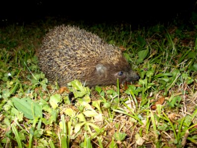 Dednja Vas Hedgehog 02