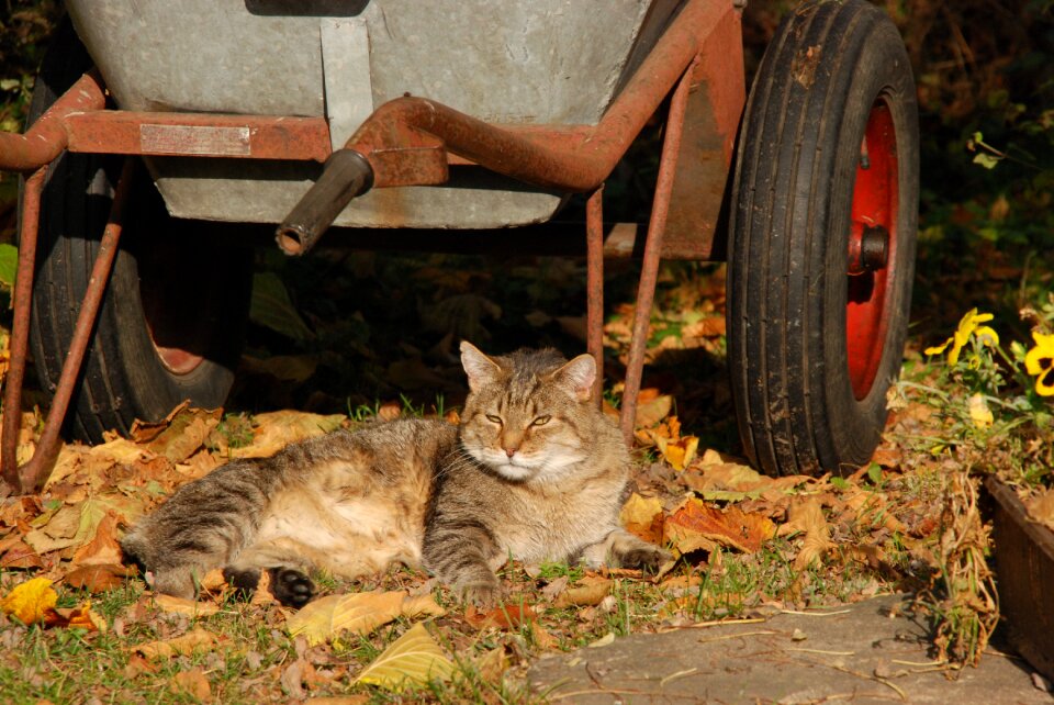 Pet wheelbarrow garden
