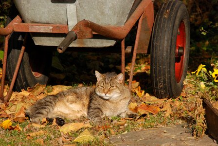 Pet wheelbarrow garden