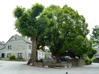 Deigné-tilleul devant l'église (2)
