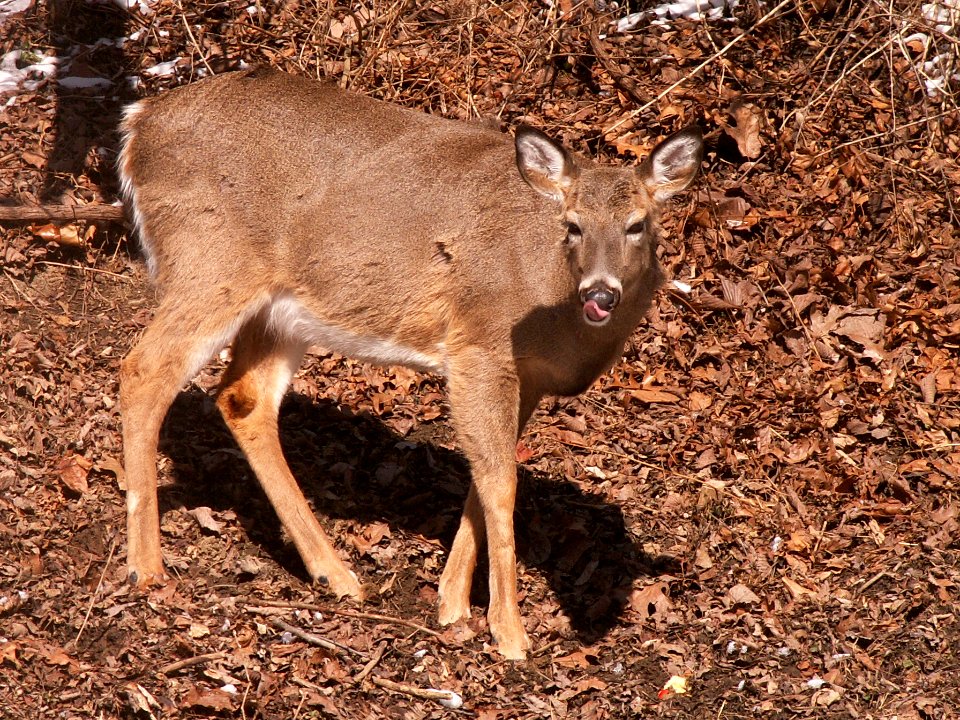 Deer, Mount Lebanon, 2015-02-20, 02
