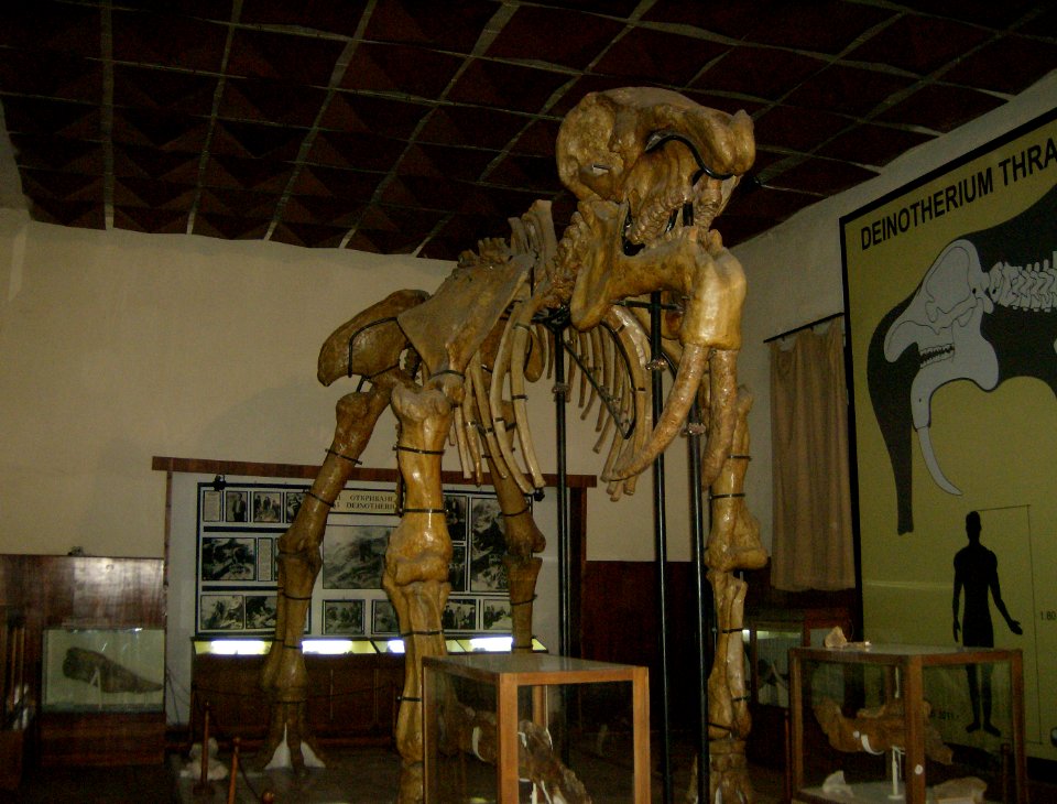 Deinotherium thraciensis, Museum Asenovgrad, Bulgaria