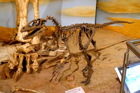 Deinonychus antirrhopus - Naturhistorisches Museum, Braunschweig, Germany - DSC05279