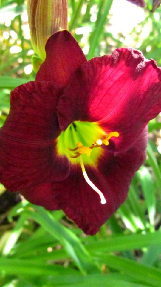 Deep Red Daylily