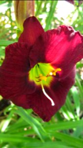 Deep Red Daylily photo