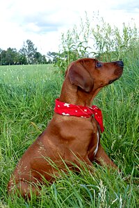 Rhodesian ridgeback sitting attention