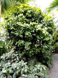 Deherainia smaragdina - Palmengarten Frankfurt - DSC01812