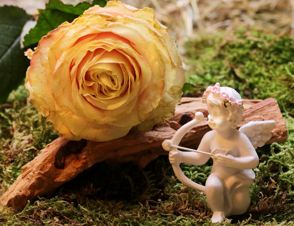 Bloom rose bloom romantic
