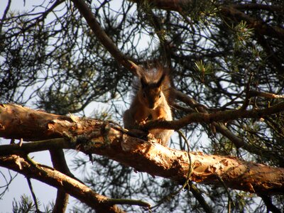 Animal tree nature photo