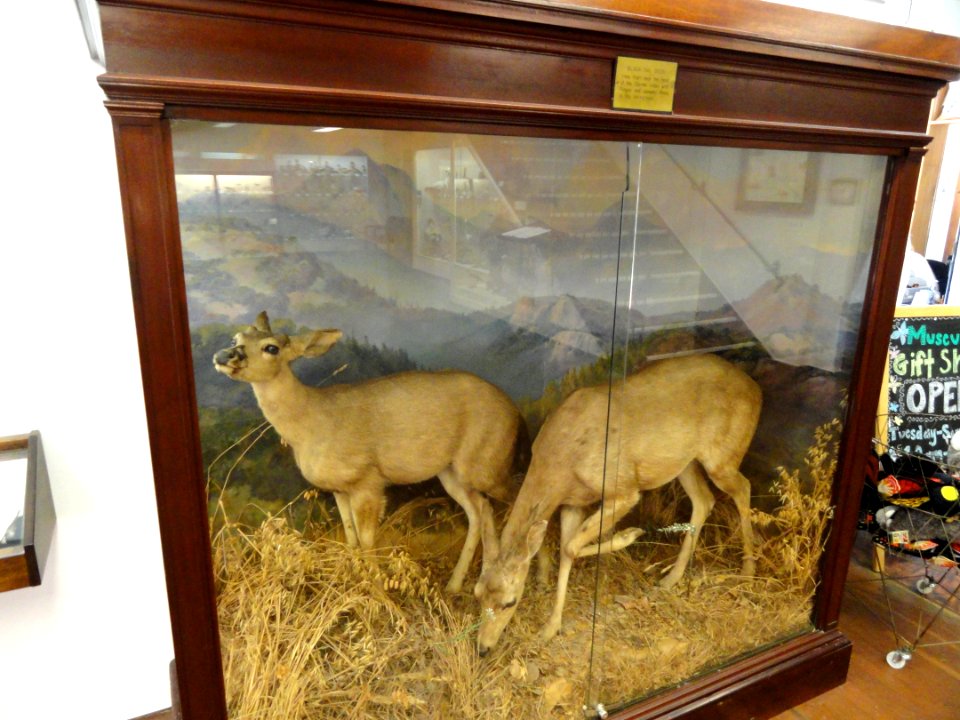 Deer - Pacific Grove Museum of Natural History - DSC06615