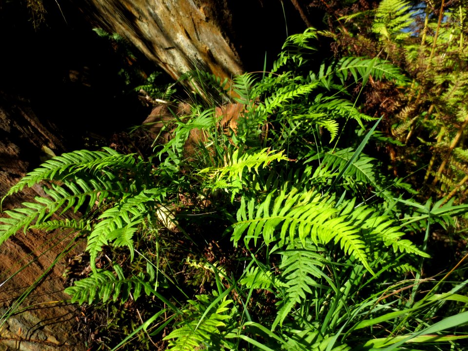Deer Fern growing on Kaien Island