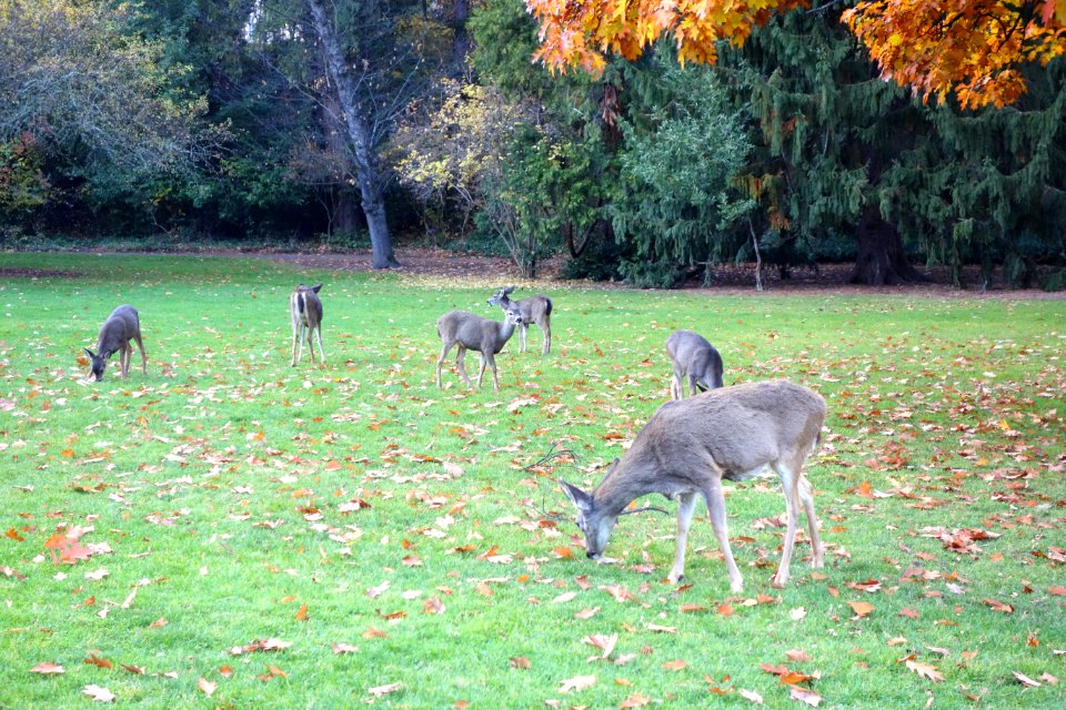 Deer - Lithia Park - Ashland, Oregon - DSC02703
