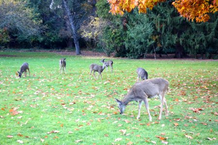 Deer - Lithia Park - Ashland, Oregon - DSC02703