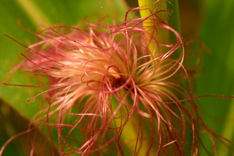 Plant macro nature