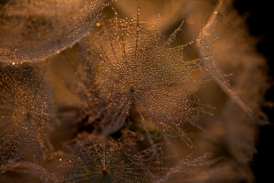 Sunset drops evening