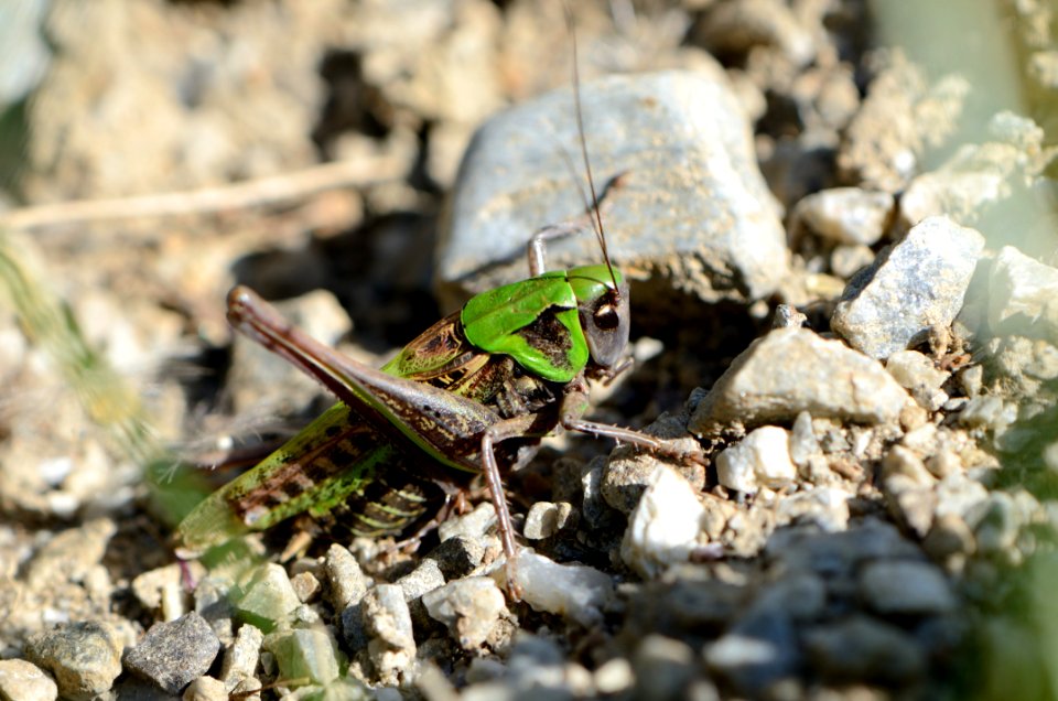 Decticus verrucivorus1