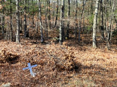 Deer - Haystack Observatory - DSC04021