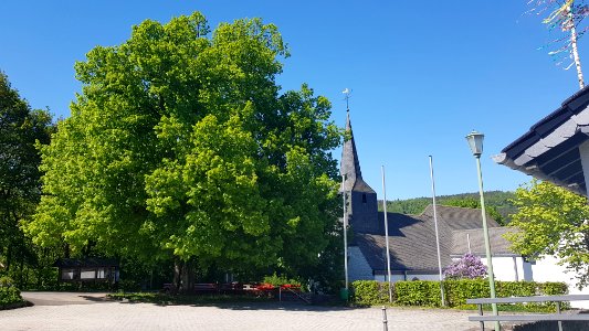 Dedenborn-Decke Boom (1)