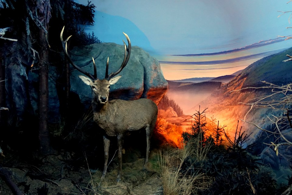 Deer - Naturhistorisches Museum, Braunschweig, Germany - DSC05030