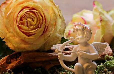 Bloom rose bloom romantic photo
