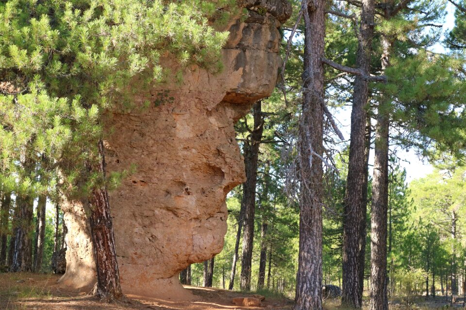 Forest landscape rocks rock