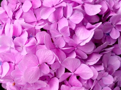 Hydrangea petal texture
