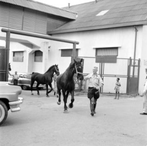 De paarden voor de koninklijke calèche in Willemstad, Bestanddeelnr 252-2742