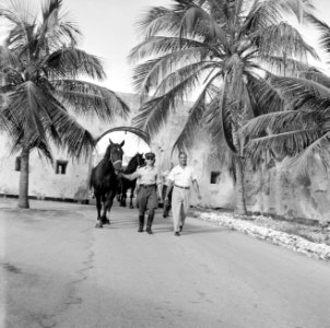 De paarden voor de koninklijke calèche in Willemstad, Bestanddeelnr 252-2739
