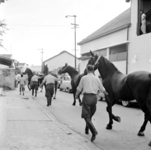 De paarden voor de koninklijke calèche in Willemstad, Bestanddeelnr 252-2743