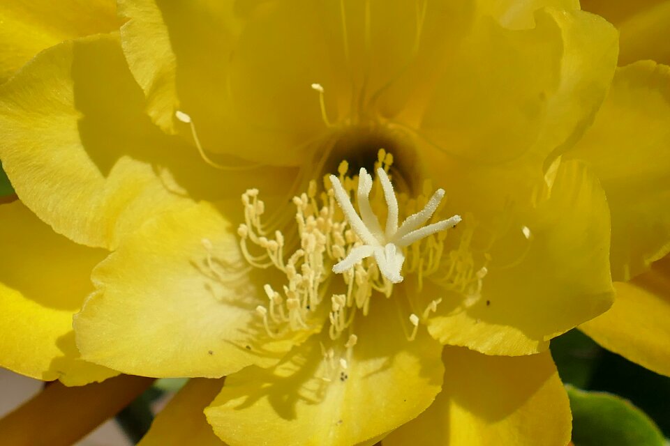 Macro blossom bloom