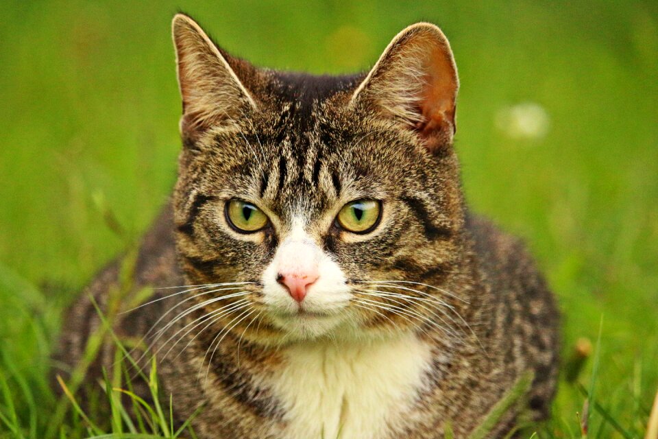 Domestic cat pet mieze