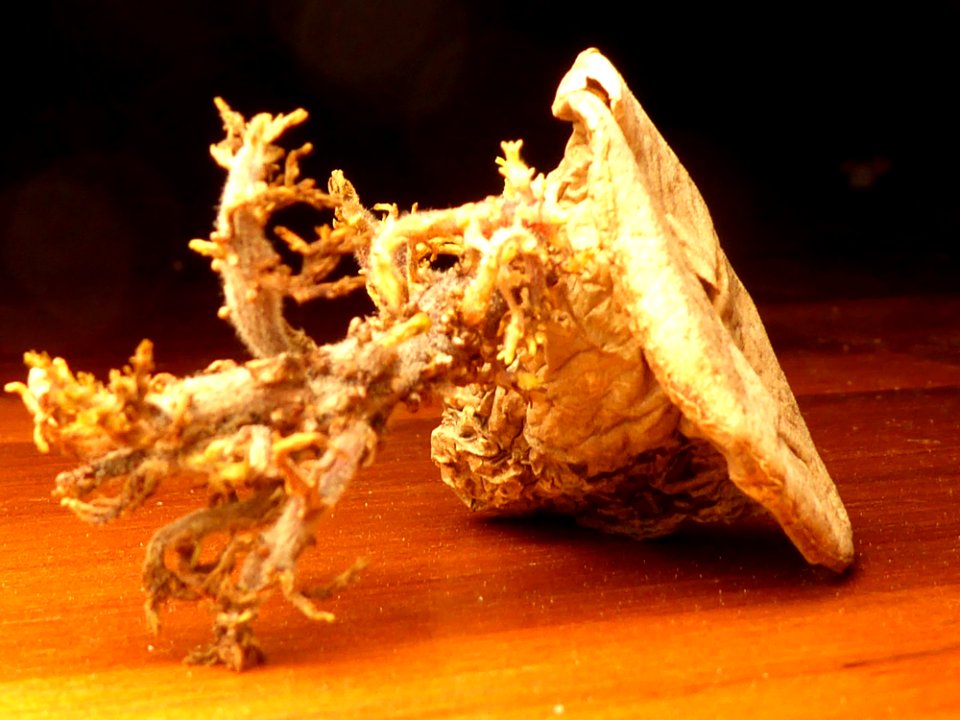 Dehydrierte Kartoffelhälfte