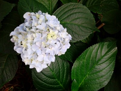 Hydrangea pure white hydrangea photo