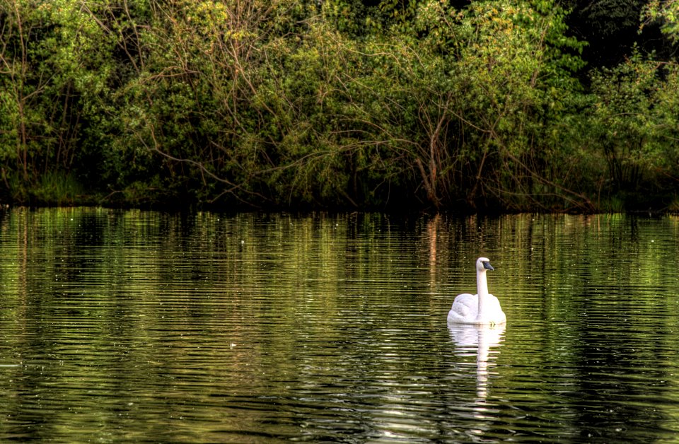 Decorative-Swan-Hawrelak-Park-Edmonton-Alberta-Canada-03-A