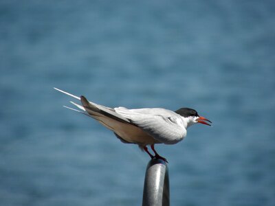 Nature sea-bird sea photo